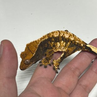 트라이 익스트림할리퀸