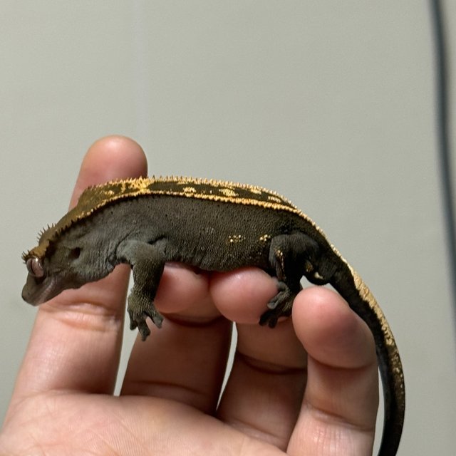 100%헷아잔틱 엠티백