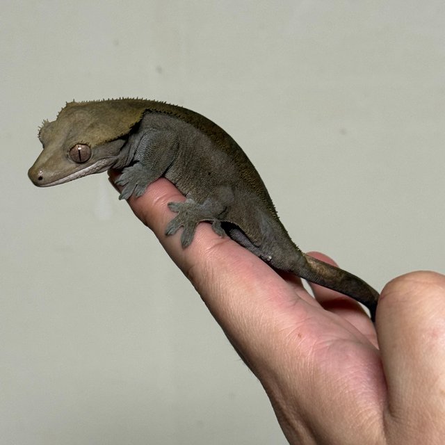 챠콜 팬텀 카푸치노