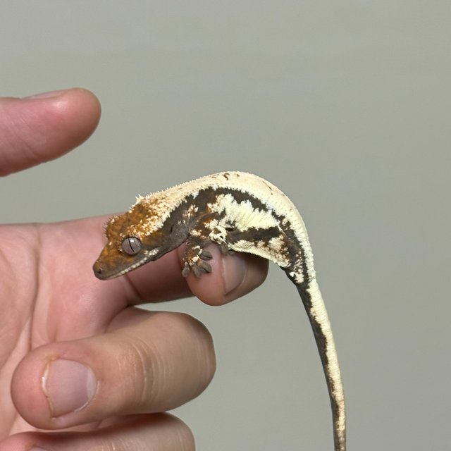 100%헷아잔틱 릴리 세이블