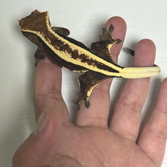 슈퍼스트라이프 쿼드 세이블