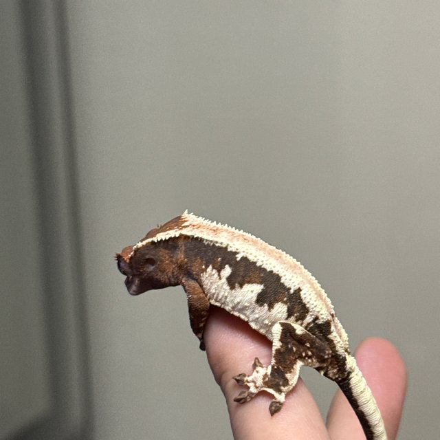 릴리 세이블 100%헷아잔틱