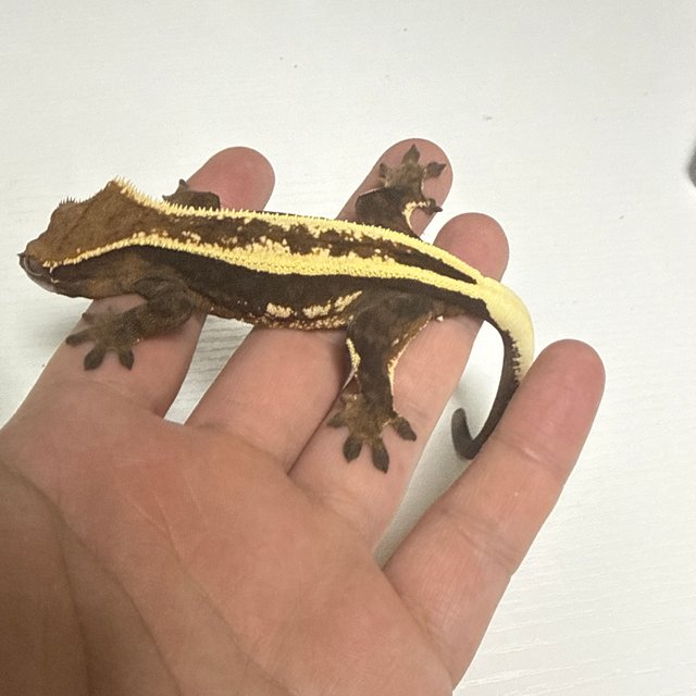 슈퍼스트라이프 쿼드 세이블