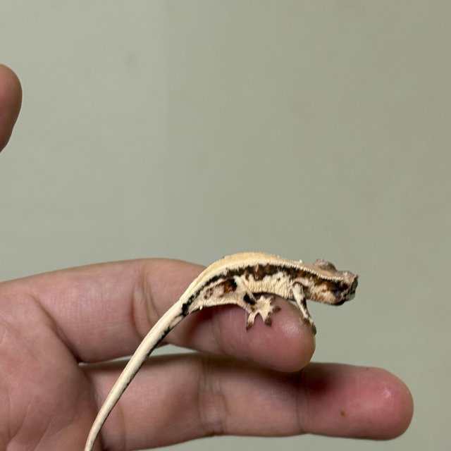 솔리드백 릴리 세이블 100%헷아잔틱