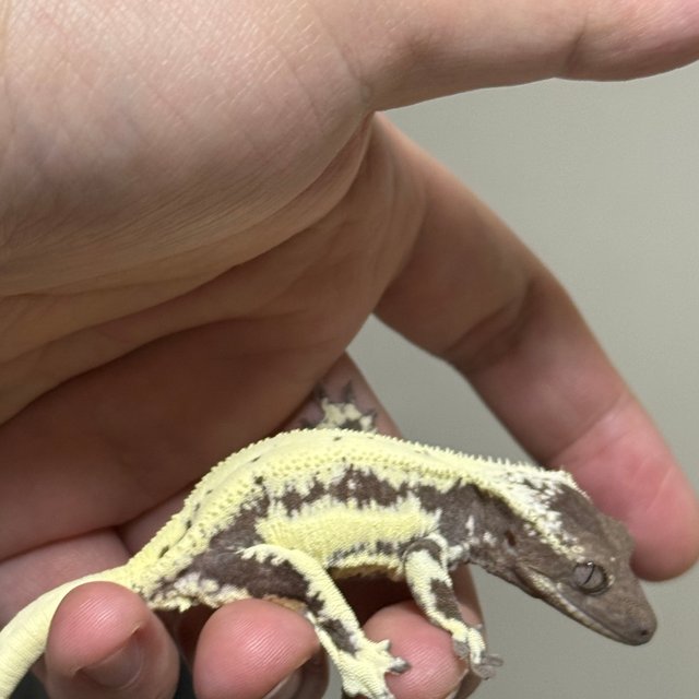 릴리 세이블 아잔틱