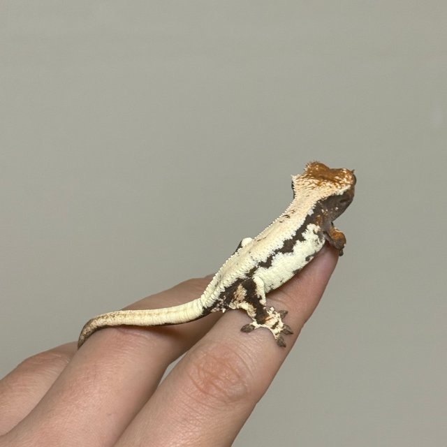 100%헷아잔틱 릴리 세이블