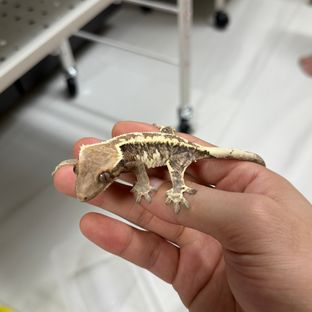 카푸치노