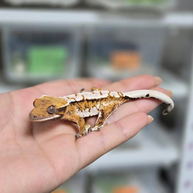 트라이 익스트림할리퀸