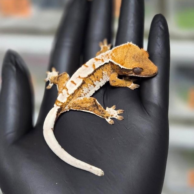 트라이 익스트림할리퀸