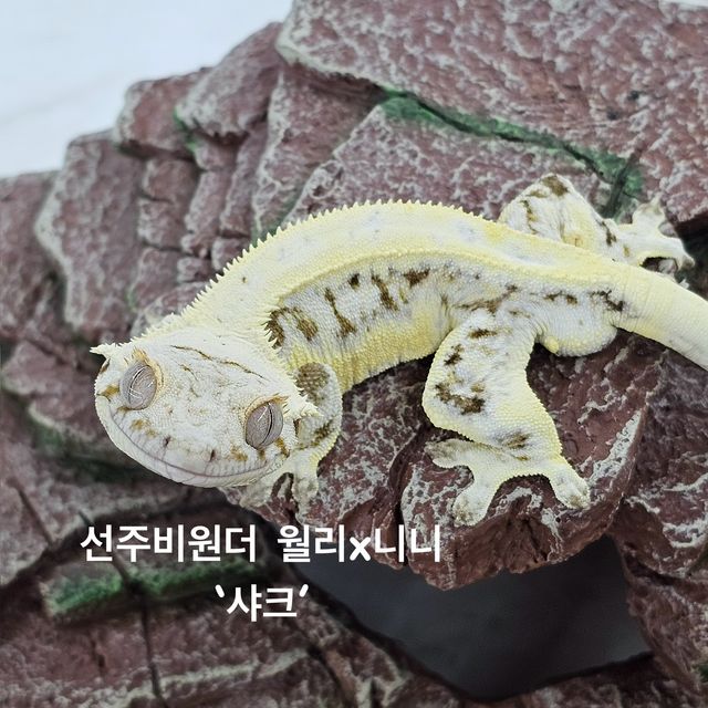 릴리화이트