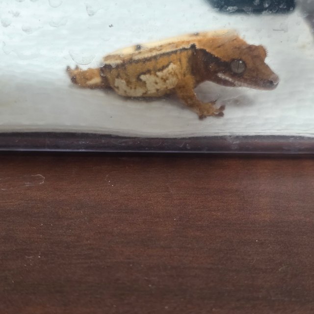 노멀 트라이 드리피 화이트스팟