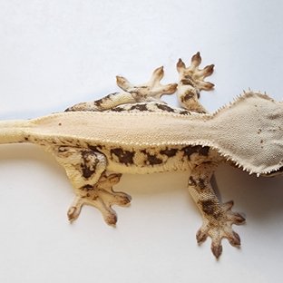 릴리화이트 솔리드백