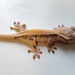 릴리 세이블