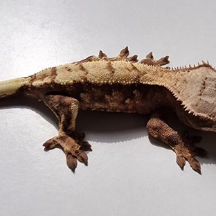 세이블