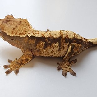 노멀 트라이 익스트림할리퀸