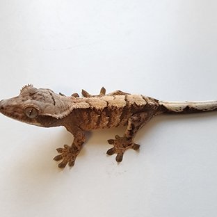 세이블