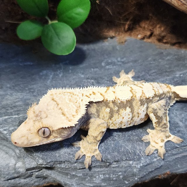 노멀 트라이 익스트림할리퀸