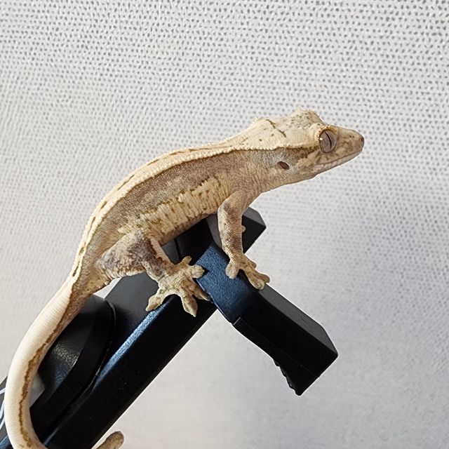 노멀 트라이