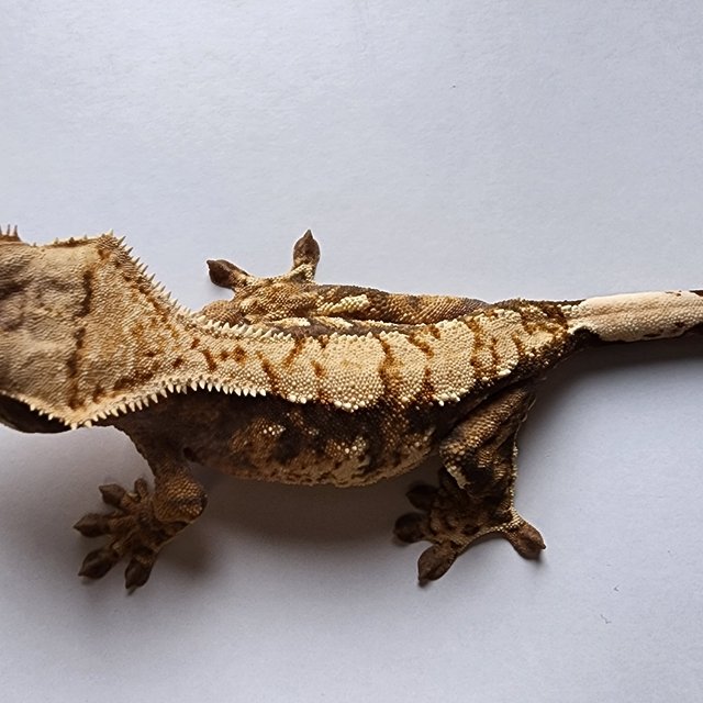 노멀 트라이 익스트림할리퀸