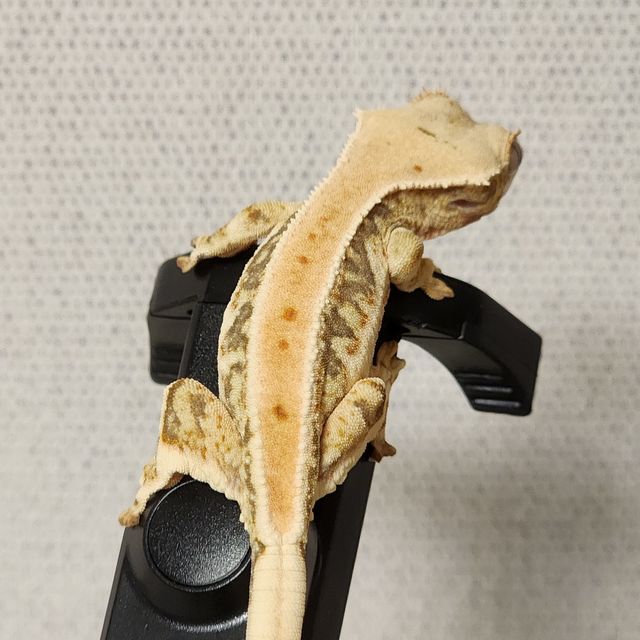 릴리화이트