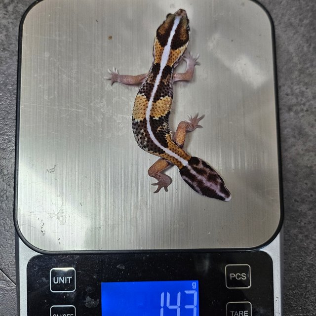 노멀 헷 아멜라니스틱 헷 카라멜 헷 오레오 헷 줄루