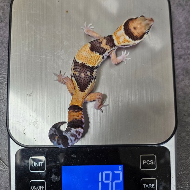 노멀 헷 오레오 헷 아멜라니스틱 헷 카라멜 헷 줄루