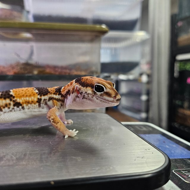 노멀 헷 오레오 헷 아멜라니스틱 헷 카라멜 헷 줄루