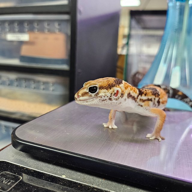 노멀 헷 오레오 헷 아멜라니스틱 헷 카라멜 헷 줄루