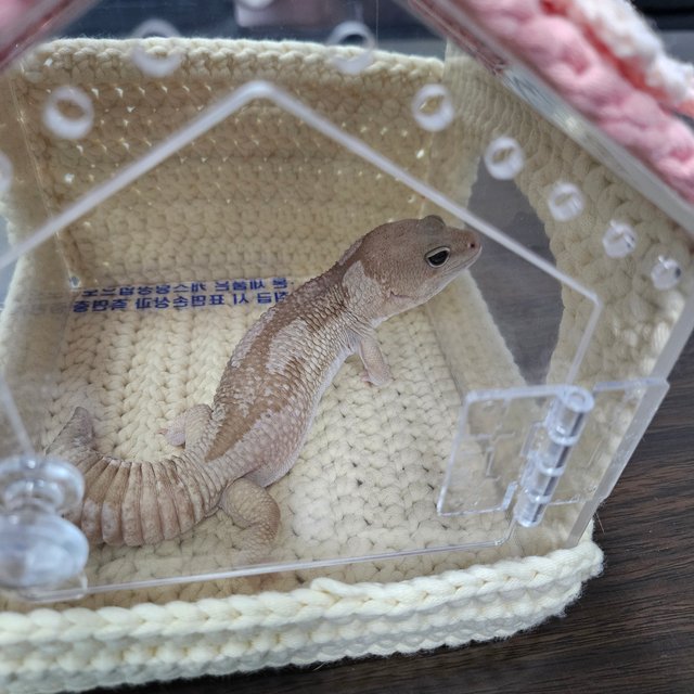 오레오 카라멜 줄루