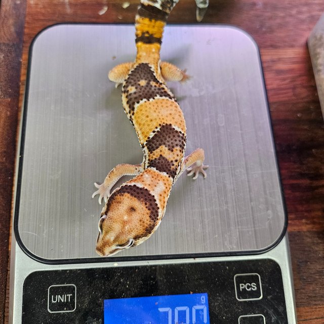 노멀 헷 오레오 헷 아멜라니스틱 헷 카라멜 헷 줄루