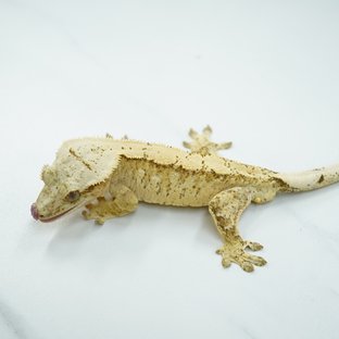 노멀 드리피 크림 익스트림할리퀸