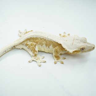 릴리화이트 크림