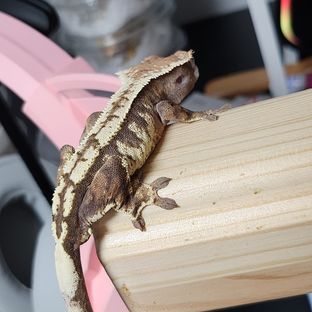 세이블