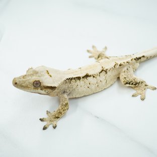 노멀 트라이 텐저린 익스트림할리퀸