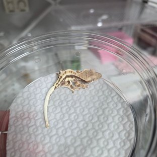 프라푸치노