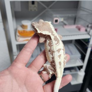 프라푸치노