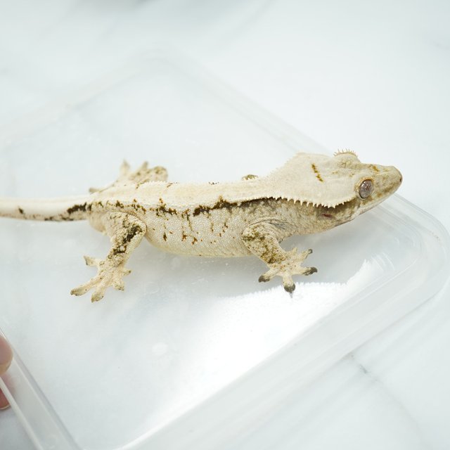 노멀 트라이 텐저린 익스트림할리퀸