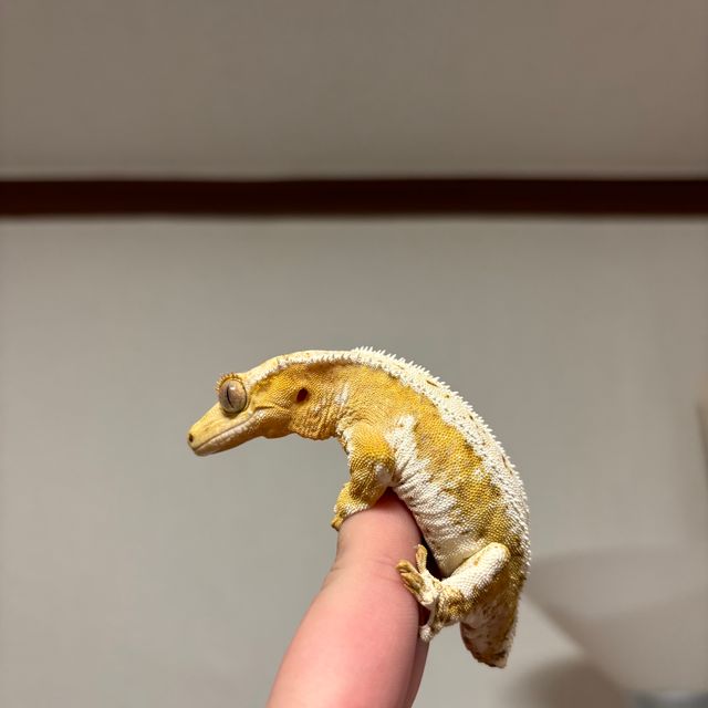 릴리화이트 크림