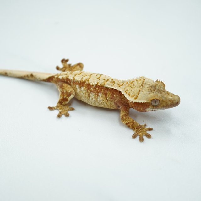 노멀 트라이 드리피 레드 익스트림할리퀸