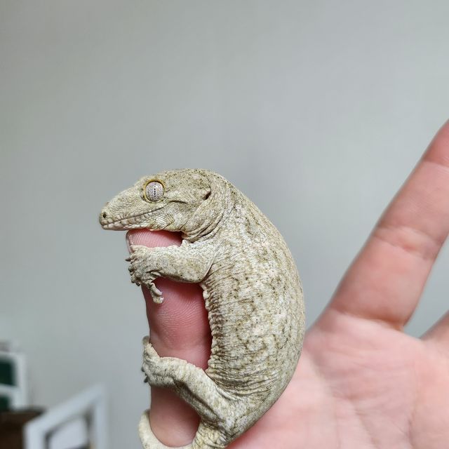 누아나