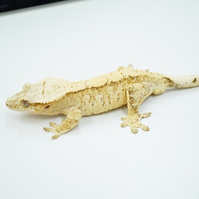 노멀 드리피 크림 익스트림할리퀸