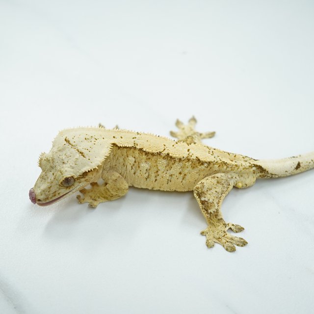 노멀 드리피 크림 익스트림할리퀸