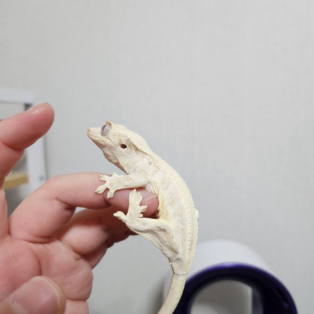 릴리화이트 크림