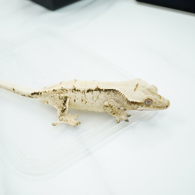 노멀 트라이 텐저린 익스트림할리퀸