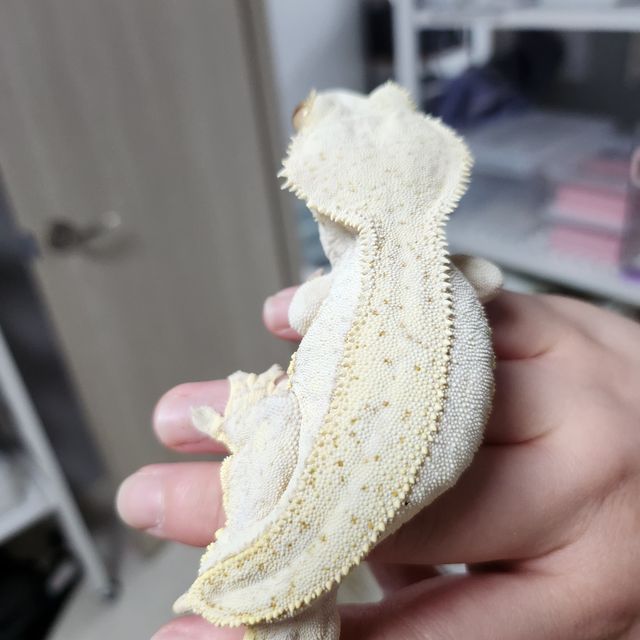 노멀 크림 쿼드