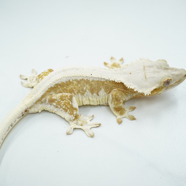 릴리화이트 크림