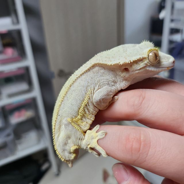 노멀 크림 쿼드