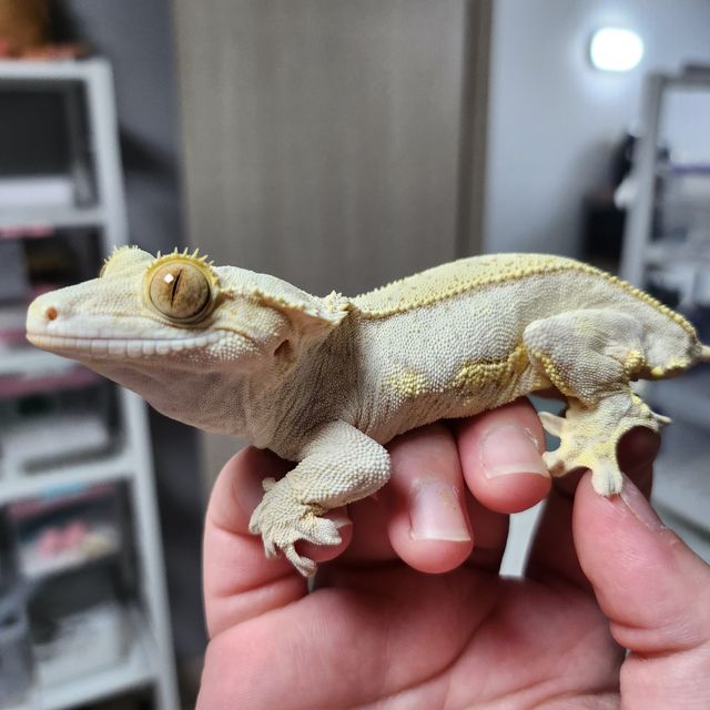 노멀 크림 쿼드