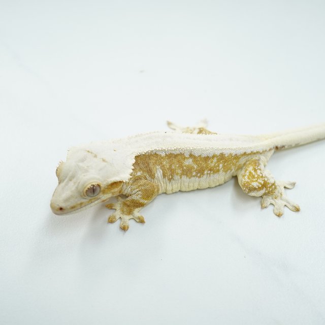 릴리화이트 크림