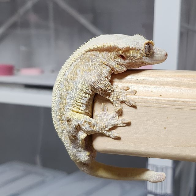릴리화이트 크림